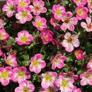 国華園 種 花たね クモマソウ混合 1袋(20mg) / 花の種 通販 花種 はなたね 雲間草 クモマグサ クモマ草