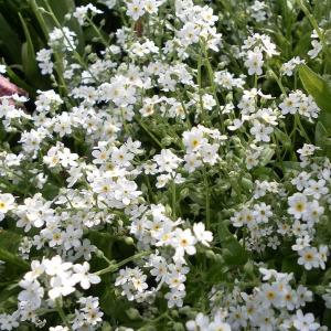 国華園 種 花たね わすれな草 ホワイト 1袋(100mg) / 花の種 通販 花種 はなたね 勿忘草 ワスレナグサ 忘れな草