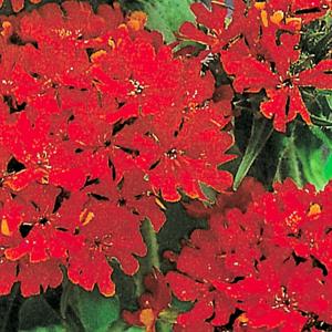 国華園 種 花たね リクニス スカーレット 1袋(200mg) / 花の種 通販 花種 はなたね スイセンノウ 酔仙翁