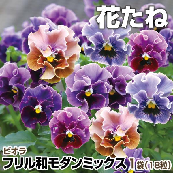 花種 花たね ビオラ フリル和モダンミックス  1袋（18粒）/ 花の種 花のタネ ビオラの種 フリ...