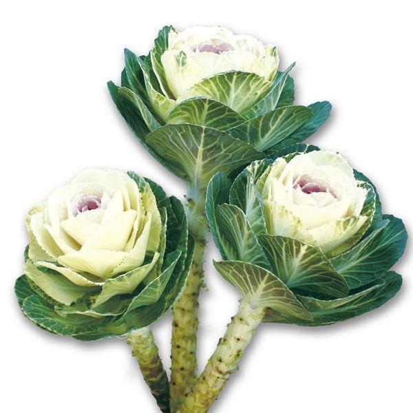 花種 花たね 葉牡丹 F1スノーブライト ※石井育種場育成品種  1袋（15粒）