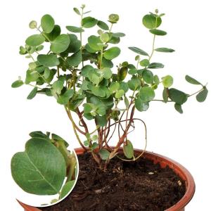 国華園 種 花たね ユーカリ ウェブステリアナ ...の商品画像