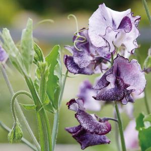 セリンセ マヨールの苗 : 植物・園芸専門店 花育通販Yahoo!店 - 通販