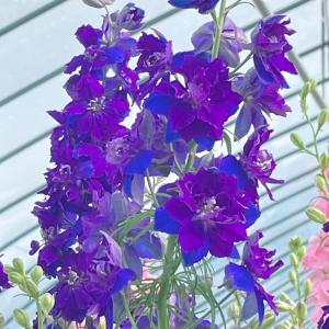 花の種 お徳用パック ミニひまわり スマイルラッシュ タキイ種苗（株