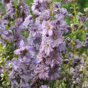 国華園 種 花たね スイートピー ニンバス 1袋(20粒) : 花と緑 国華園