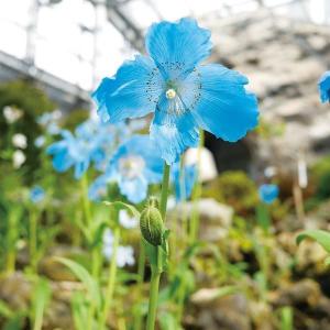 国華園 種 花たね ヒマラヤの青いケシ (メコノプシス) 1袋(7粒) / 花の種 通販 花種 はなたね 多年草 ブルーポピー ヒマラヤ原産 爆買