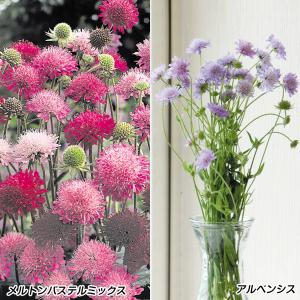 花苗 オリエンタルポピーセット 3種3株 / 花の苗 オニゲシ 鬼芥子 : 花