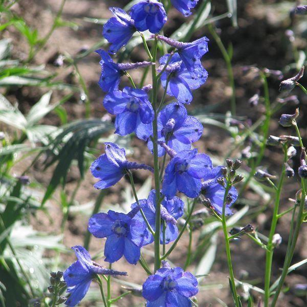 国華園 種 花たね デルフィニウム ベラドンナ ベラモッサム 1袋(100mg) / 花の種 通販 ...
