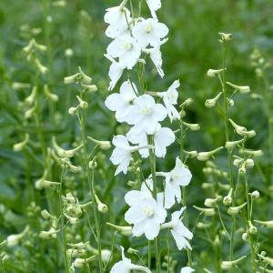 種 花たね スイートピー ニンバス 1袋(20粒) : 花と緑 国華園 - 通販