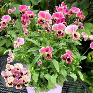 種 花たね スイートピー ニンバス 1袋(20粒) : 花と緑 国華園 - 通販