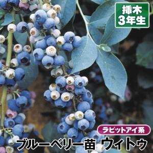 果樹苗 ラビットアイ系ブルーベリー ブルーシャワー 挿木3年生苗 1株