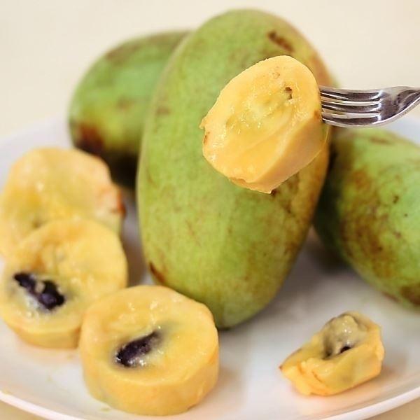 大株ポポー (ポーポー) シェナンドーR 1株 [送料込み企画] 果樹苗 国華園