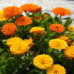 イモヅル 芋づる すずほっくりPVPイモヅル50本 / さつまいもの苗