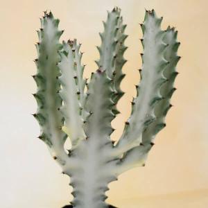 多肉植物 ユーフォルビア ホワイトゴースト 2株