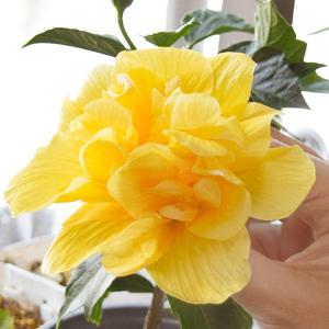 国華園 花苗 ハイビスカス クラシックシリーズ ...の商品画像