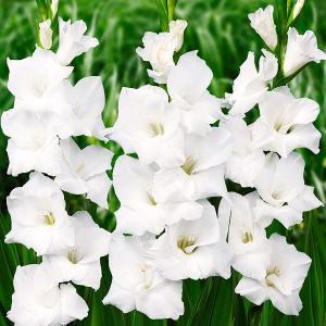 グラジオラス 球根 白花 普通球(球周約8cm) 10球 グラジオラスの球根 春植え球根
