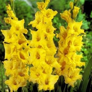 グラジオラス 球根 黄花 普通球(球周約8cm) 10球 グラジオラスの球根 春植え球根