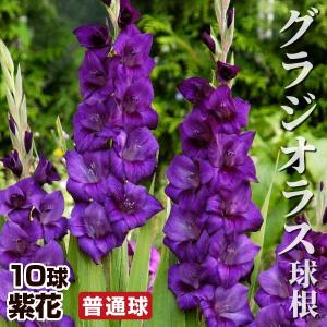 花球根】 アマゾンリリー ユーチャリス 1球入 カネコ種苗の球根