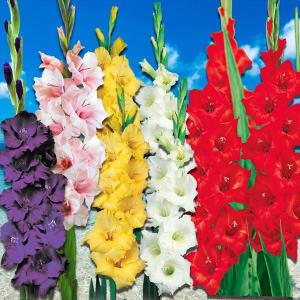 グラジオラス 球根 普通球 5色50球セット (各10球) グラジオラスの球根 春植え球根