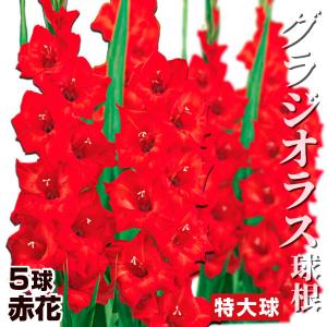 グラジオラス 球根 赤花 特大球(球周約14cm) 5球 グラジオラスの球根 春植え球根