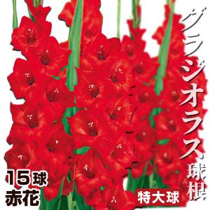グラジオラス 球根 赤花 特大球(球周約14cm) 15球 グラジオラスの球根 春植え球根
