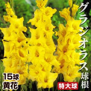 グラジオラス 球根 黄花 特大球(球周約14cm) 15球 グラジオラスの球根 春植え球根