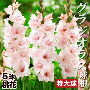 グラジオラス 球根 桃花 特大球(球周約14cm) 5球 グラジオラスの球根 春植え球根