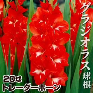 グラジオラス 球根 トレーダーホーン 20球 グラジオラスの球根 春植え球根
