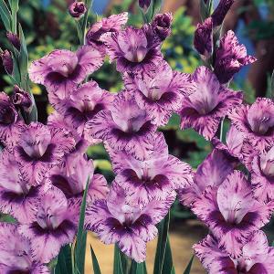 グラジオラス 球根 パッソス 20球 グラジオラスの球根 春植え球根