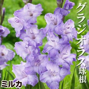 グラジオラス 球根 ミルカ 20球 グラジオラスの球根 春植え球根