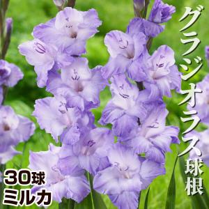国華園 グラジオラス 球根 ミルカ 40球 グラジオラスの球根 春植え球根