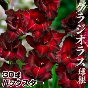 グラジオラス 球根 バックスター 40球 グラジオラスの球根 春植え球根