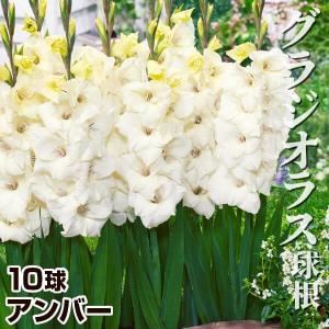 コンパクトグラジオラス 球根 アンバー 20球 グラジオラスの球根 春植え球根