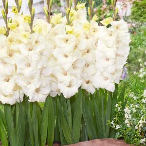 コンパクトグラジオラス 球根 アンバー 40球 グラジオラスの球根 春植え球根