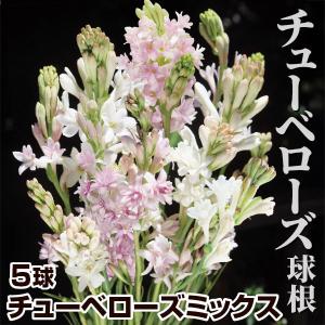 チューベローズ 球根 ミックス(無選別) 5球 チューベローズの球根 エイライシャ 月下香 夜来香 春植え球根