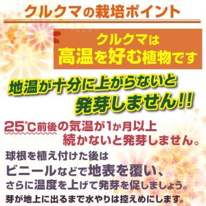 国華園 ミニクルクマ 球根 レッドスター 3球...の詳細画像1