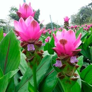 クルクマ 球根 シャイニーレッド 3球 クルクマの球根 春植え球根