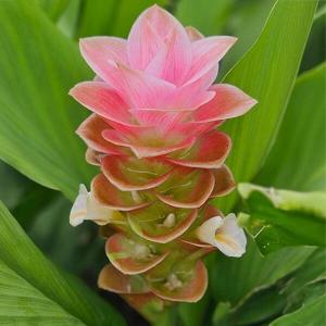 クルクマ 球根 オレンジインプレス 3球 クルクマの球根 春植え球根