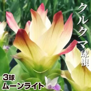 クルクマ 球根 ムーンライト 3球 クルクマの球根 春植え球根