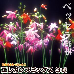 ベッセラ 球根 エレガンスミックス(無選別) 3球 ベッセラの球根 春植え球根