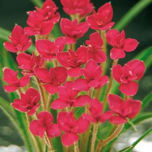 アッツ桜 球根 ルビーの輝き 6球 アッツ桜の球根 春植え球根