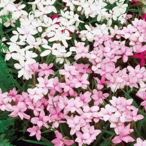 アッツ桜 球根 桃白ミックス(無選別) 10球 アッツ桜の球根 春植え球根