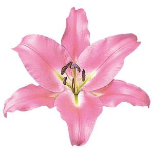 8月咲 ユリ 球根 オリエンタルリリー ピンクカサブランカ (ラブラドール) 6球