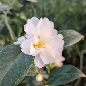 ツバキ 苗 姫白雪 1株 雪椿の苗 花木苗 国華園