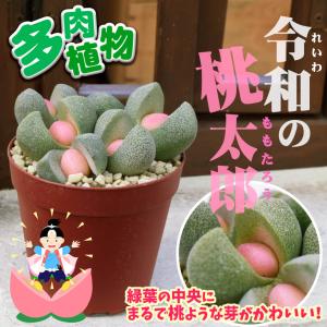 多肉植物 プレイオスピロス 令和の桃太郎 1株の詳細画像1