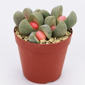 多肉植物 プレイオスピロス 令和の桃太郎 1株の詳細画像2