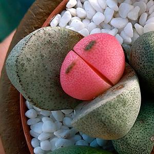 多肉植物 プレイオスピロス 令和の桃太郎 1株の詳細画像3