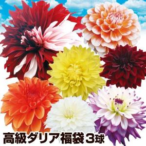 ダリア 球根 高級ダリア福袋 3球 ダリアの球根 ダリアの花 春植え球根