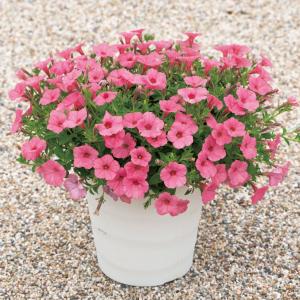 ネコヤナギ 苗 苗木 ピンクパール 2株 / ネコヤナギ苗 ネコヤナギの苗