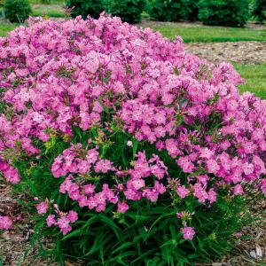 花苗 宿根フロックス オープニングアクト ロマンス 品種登録出願中 1株